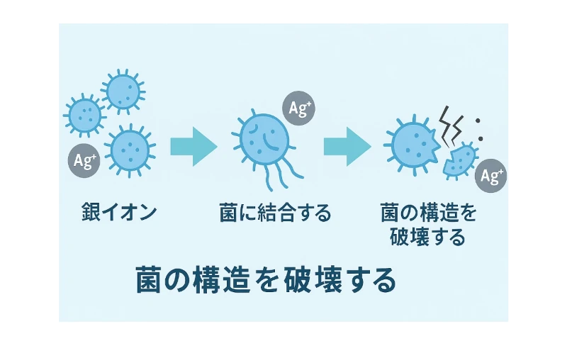 銀イオンが菌に結合して構造を破壊する仕組みを示した図解